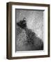 Raindrop Ripples on Fish Underwater-Henry Horenstein-Framed Photographic Print