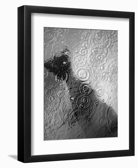 Raindrop Ripples on Fish Underwater-Henry Horenstein-Framed Photographic Print