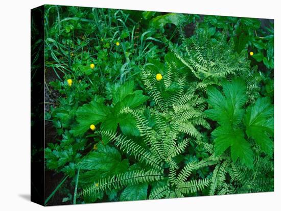 Raindrops on buttercups (Ranunculus) and Sword Fern (Polystichum munitum), Columbia River Gorge...-null-Stretched Canvas