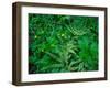 Raindrops on buttercups (Ranunculus) and Sword Fern (Polystichum munitum), Columbia River Gorge...-null-Framed Photographic Print