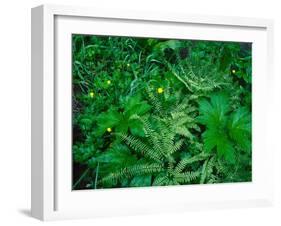 Raindrops on buttercups (Ranunculus) and Sword Fern (Polystichum munitum), Columbia River Gorge...-null-Framed Photographic Print