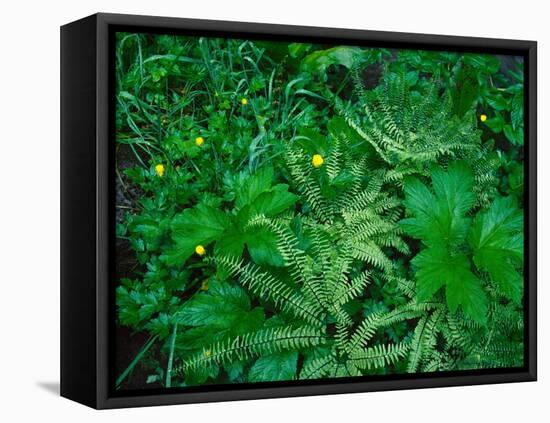 Raindrops on buttercups (Ranunculus) and Sword Fern (Polystichum munitum), Columbia River Gorge...-null-Framed Stretched Canvas