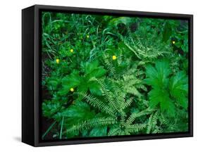 Raindrops on buttercups (Ranunculus) and Sword Fern (Polystichum munitum), Columbia River Gorge...-null-Framed Stretched Canvas