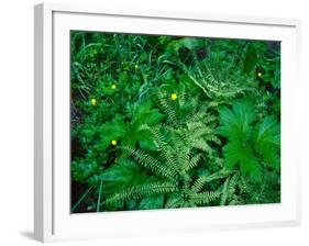 Raindrops on buttercups (Ranunculus) and Sword Fern (Polystichum munitum), Columbia River Gorge...-null-Framed Photographic Print