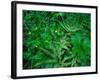 Raindrops on buttercups (Ranunculus) and Sword Fern (Polystichum munitum), Columbia River Gorge...-null-Framed Photographic Print