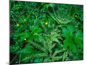 Raindrops on buttercups (Ranunculus) and Sword Fern (Polystichum munitum), Columbia River Gorge...-null-Mounted Photographic Print