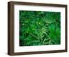 Raindrops on buttercups (Ranunculus) and Sword Fern (Polystichum munitum), Columbia River Gorge...-null-Framed Photographic Print