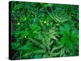 Raindrops on buttercups (Ranunculus) and Sword Fern (Polystichum munitum), Columbia River Gorge...-null-Stretched Canvas