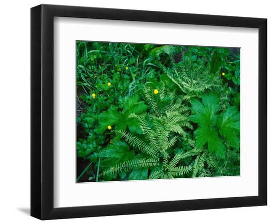 Premium Photographic Print, , large