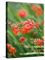 Raindrops on crocosmia x crocosmiiflora, or red king-Clive Nichols-Stretched Canvas