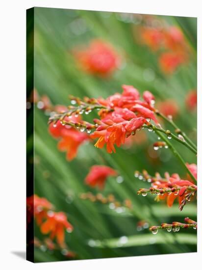 Raindrops on crocosmia x crocosmiiflora, or red king-Clive Nichols-Stretched Canvas