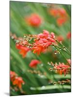 Raindrops on crocosmia x crocosmiiflora, or red king-Clive Nichols-Mounted Photographic Print