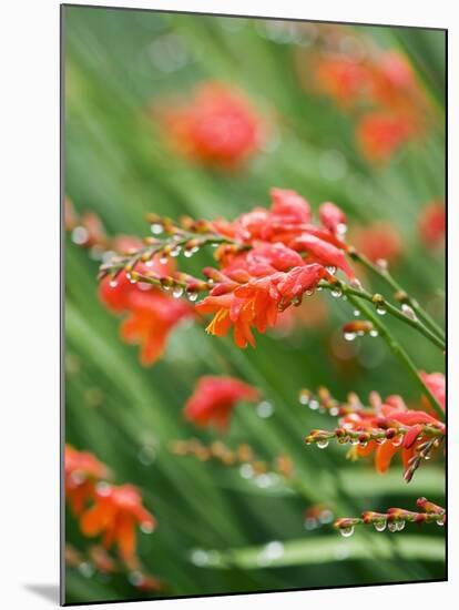 Raindrops on crocosmia x crocosmiiflora, or red king-Clive Nichols-Mounted Photographic Print