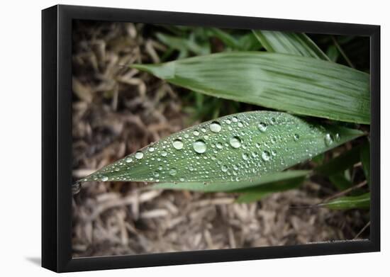 Raindrops on Leaf Machu Picchu Peru-null-Framed Poster