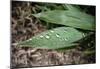 Raindrops on Leaf Machu Picchu Peru-null-Mounted Poster