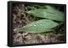 Raindrops on Leaf Machu Picchu Peru-null-Framed Poster