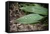 Raindrops on Leaf Machu Picchu Peru-null-Framed Stretched Canvas