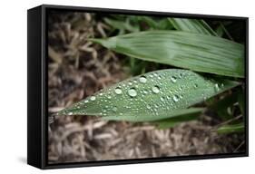 Raindrops on Leaf Machu Picchu Peru-null-Framed Stretched Canvas