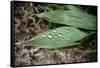 Raindrops on Leaf Machu Picchu Peru-null-Framed Stretched Canvas