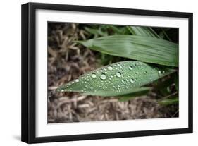 Raindrops on Leaf Machu Picchu Peru-null-Framed Photo