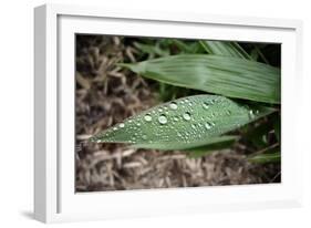 Raindrops on Leaf Machu Picchu Peru-null-Framed Photo