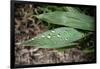 Raindrops on Leaf Machu Picchu Peru-null-Framed Photo