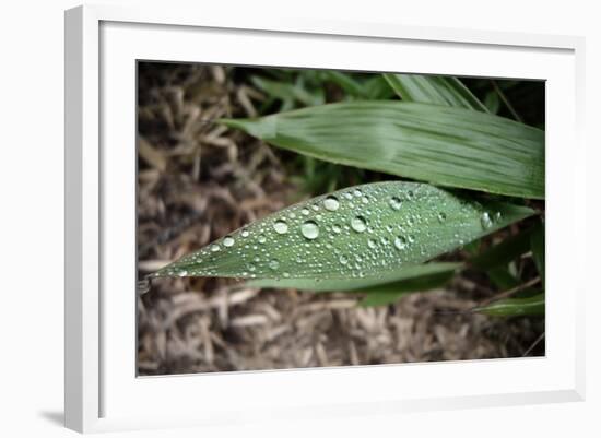 Raindrops on Leaf Machu Picchu Peru-null-Framed Photo