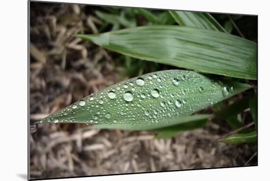 Raindrops on Leaf Machu Picchu Peru-null-Mounted Photo