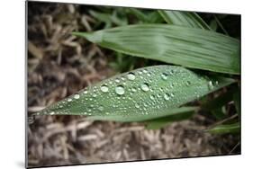 Raindrops on Leaf Machu Picchu Peru-null-Mounted Photo