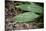 Raindrops on Leaf Machu Picchu Peru-null-Mounted Photo