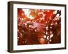 Raindrops on Oak Leaves-Gary Conner-Framed Premium Photographic Print