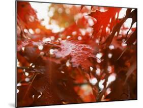 Raindrops on Oak Leaves-Gary Conner-Mounted Premium Photographic Print