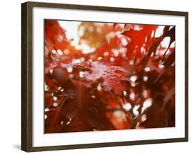 Raindrops on Oak Leaves-Gary Conner-Framed Photographic Print