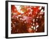 Raindrops on Oak Leaves-Gary Conner-Framed Photographic Print