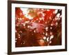 Raindrops on Oak Leaves-Gary Conner-Framed Photographic Print