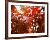 Raindrops on Oak Leaves-Gary Conner-Framed Photographic Print