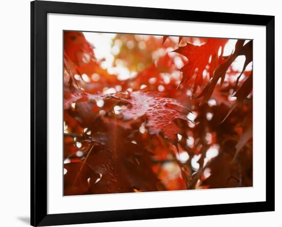 Raindrops on Oak Leaves-Gary Conner-Framed Photographic Print