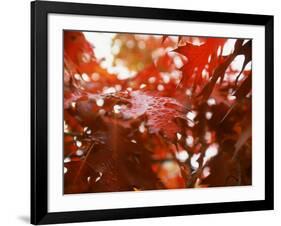 Raindrops on Oak Leaves-Gary Conner-Framed Photographic Print