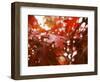 Raindrops on Oak Leaves-Gary Conner-Framed Photographic Print