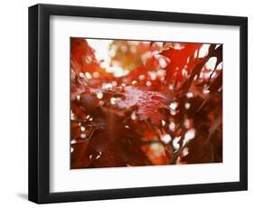 Raindrops on Oak Leaves-Gary Conner-Framed Photographic Print