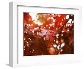 Raindrops on Oak Leaves-Gary Conner-Framed Photographic Print