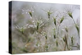 Raindrops on Ovate Goat Grass (Aegilops Geniculata) Monte Titano, San Marino, May 2009-Möllers-Stretched Canvas