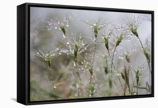 Raindrops on Ovate Goat Grass (Aegilops Geniculata) Monte Titano, San Marino, May 2009-Möllers-Framed Stretched Canvas