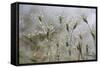 Raindrops on Ovate Goat Grass (Aegilops Geniculata) Monte Titano, San Marino, May 2009-Möllers-Framed Stretched Canvas