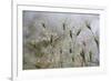 Raindrops on Ovate Goat Grass (Aegilops Geniculata) Monte Titano, San Marino, May 2009-Möllers-Framed Photographic Print