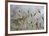 Raindrops on Ovate Goat Grass (Aegilops Geniculata) Monte Titano, San Marino, May 2009-Möllers-Framed Photographic Print