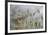 Raindrops on Ovate Goat Grass (Aegilops Geniculata) Monte Titano, San Marino, May 2009-Möllers-Framed Photographic Print