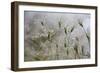 Raindrops on Ovate Goat Grass (Aegilops Geniculata) Monte Titano, San Marino, May 2009-Möllers-Framed Photographic Print