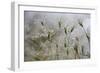 Raindrops on Ovate Goat Grass (Aegilops Geniculata) Monte Titano, San Marino, May 2009-Möllers-Framed Photographic Print