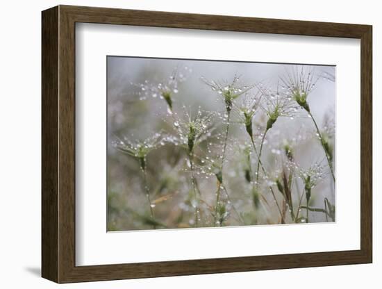 Raindrops on Ovate Goat Grass (Aegilops Geniculata) Monte Titano, San Marino, May 2009-Möllers-Framed Photographic Print